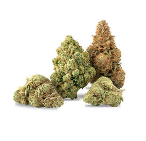 Kush Starter Pack