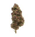 Dark Knight OG 27% CBN