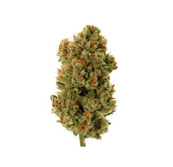 AK-47 - Fleur CBD | Tealerlab