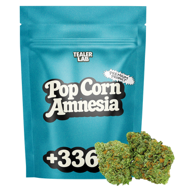 Pop Corn Amnesia - Fleur CBD 🍿