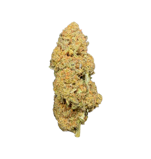 Spider Gold Kush 25% CBX+